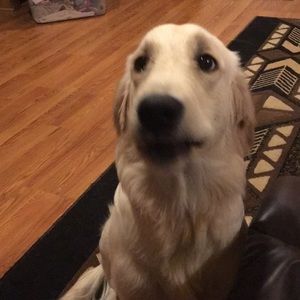 Meet your Posher, Carmen